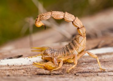 Controle de Escorpiões: Prevenção de Envenenamento