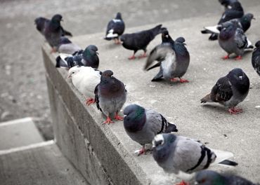 Controle de Pombos: Prevenção de Infestação e Doenças