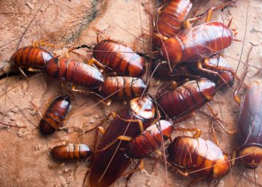 Controle de Baratas: Eliminação e Prevenção de Infestação