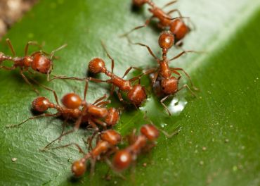 Controle de Formigas: Prevenção de Infestações em Estruturas e Alimentos