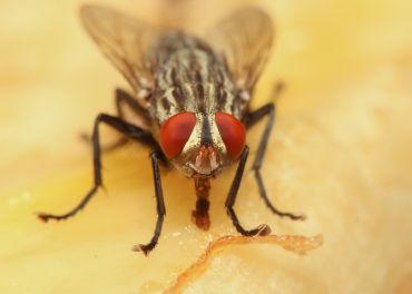 Controle de Moscas: Eliminação de Vetores de Doenças e Contaminação