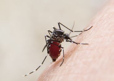 Controle de Mosquitos: Prevenção de Doenças como Dengue e Zika