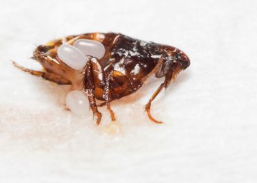 Controle de Pulgas: Infestação em Animais e Humanos