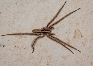 Controle de Aranhas: Prevenção de Picadas Venenosas